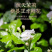 特级茉莉花茶P700（250g）