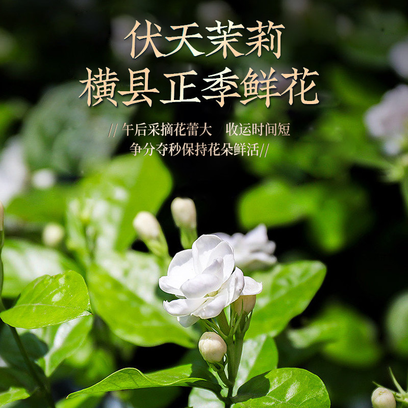 特级茉莉花茶P700（250g）