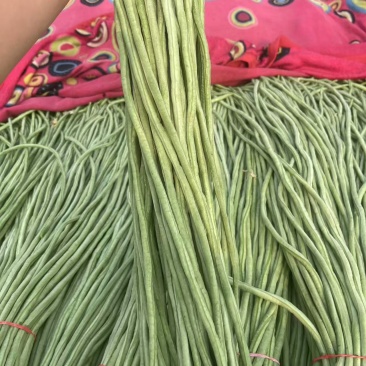 河北长豆角无虫眼鲜嫩翠绿条形好按要求分拣打包打捆全国接单