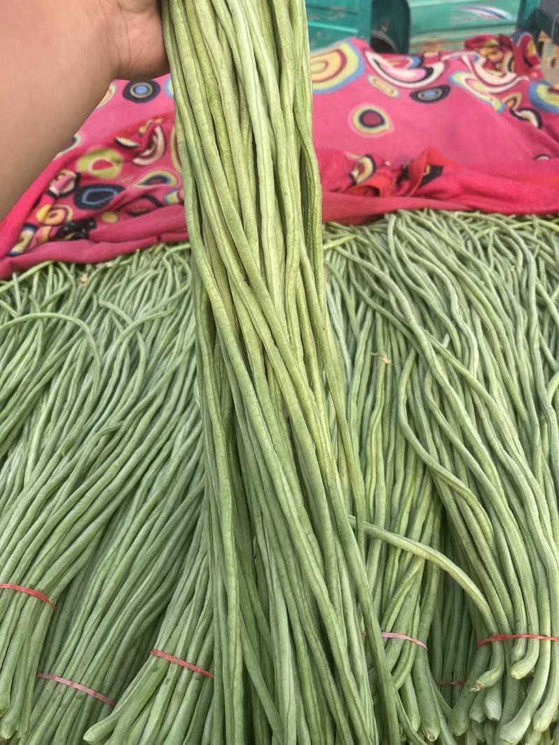 河北长豆角无虫眼鲜嫩翠绿条形好按要求分拣打包打捆全国接单