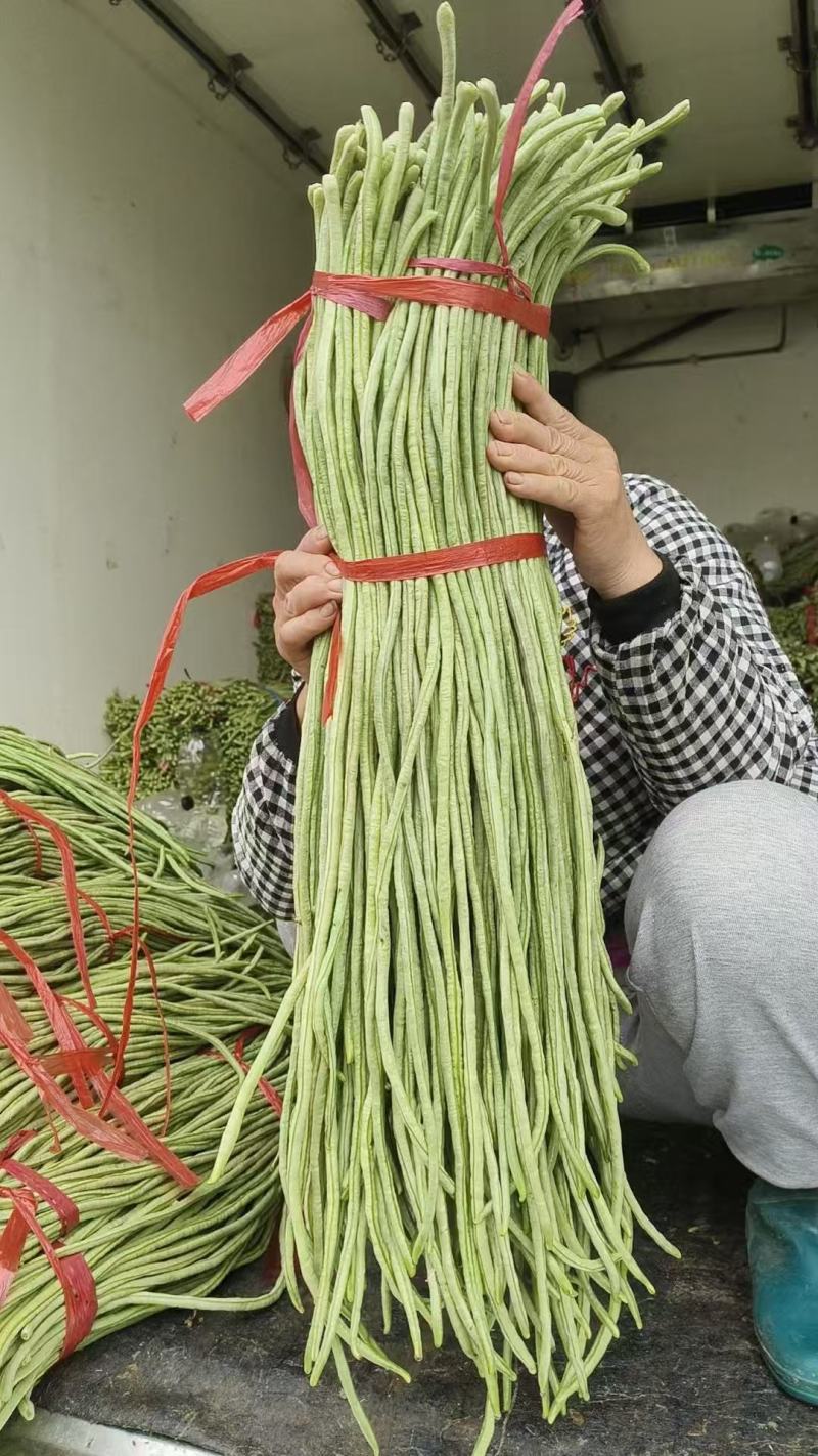 河北长豆角无虫眼鲜嫩翠绿条形好按要求分拣打包打捆全国接单