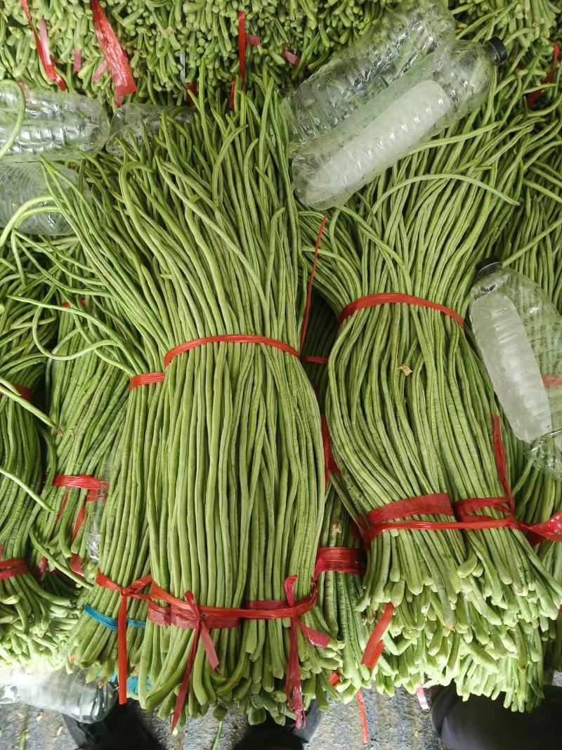 河北长豆角无虫眼鲜嫩翠绿条形好按要求分拣打包打捆全国接单