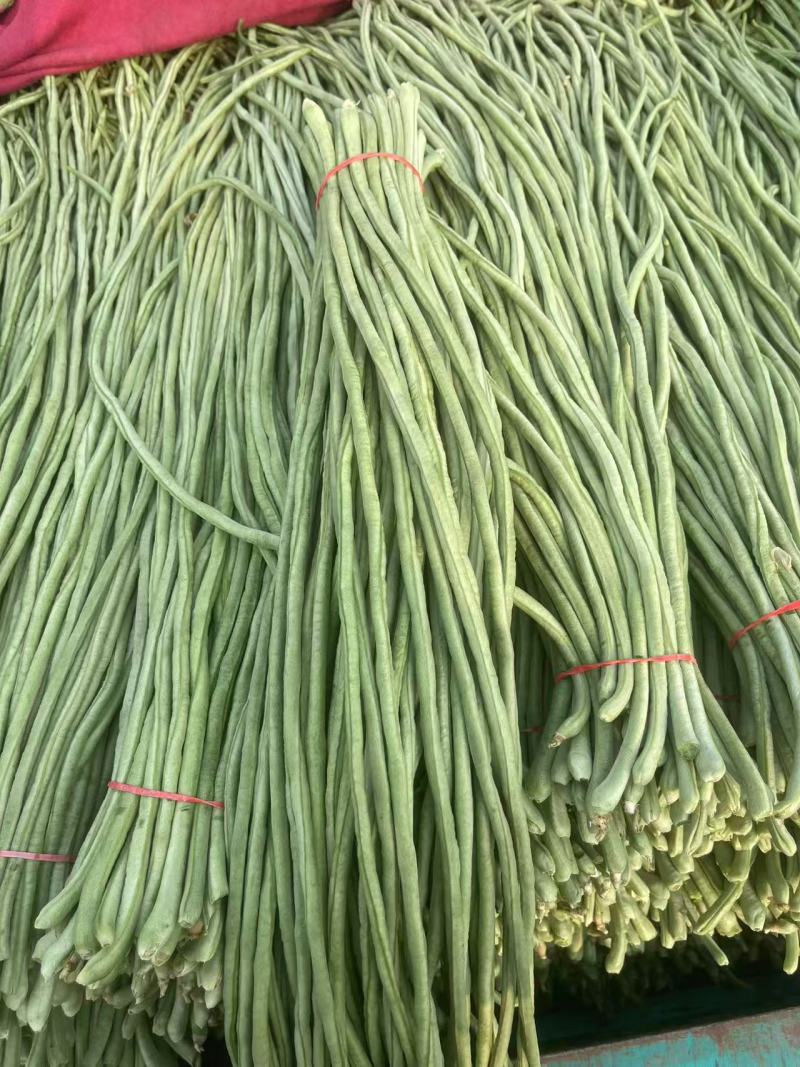 河北长豆角无虫眼鲜嫩翠绿条形好按要求分拣打包打捆全国接单