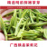 特级茉莉花茶P700（250g）