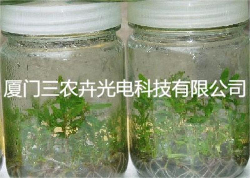 120cm-桉树组培灯