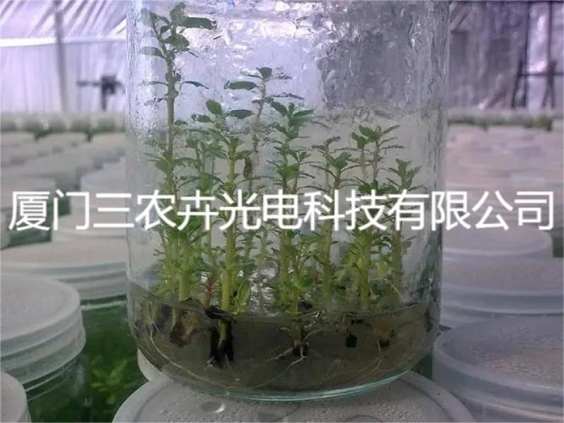 120cm-桉树组培灯
