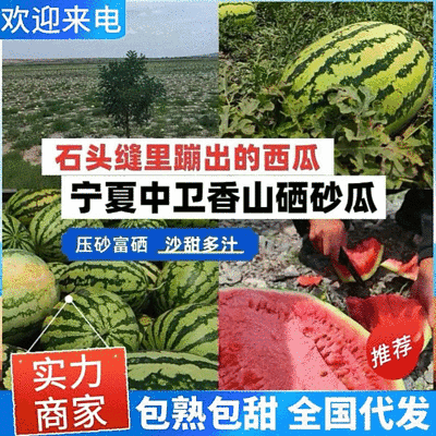 宁夏硒砂瓜&石缝瓜/沙坡头产区/宁夏西瓜个头大耐运输
