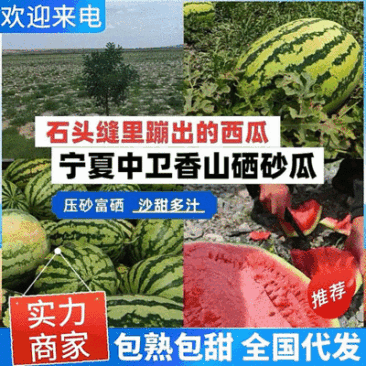 《实力推荐》宁夏硒砂瓜/石缝瓜&宁夏石头瓜/口感甜耐运输
