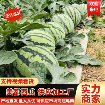 美都西瓜江苏西瓜产地一手货源供加工厂量大优惠