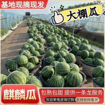 麒麟瓜/周口西瓜/麒麟西瓜/大棚麒麟瓜/大棚西瓜/包熟甜