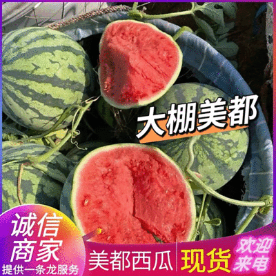 《精选》美都麒麟瓜/美都无籽西瓜/基地批发/大棚美都西瓜