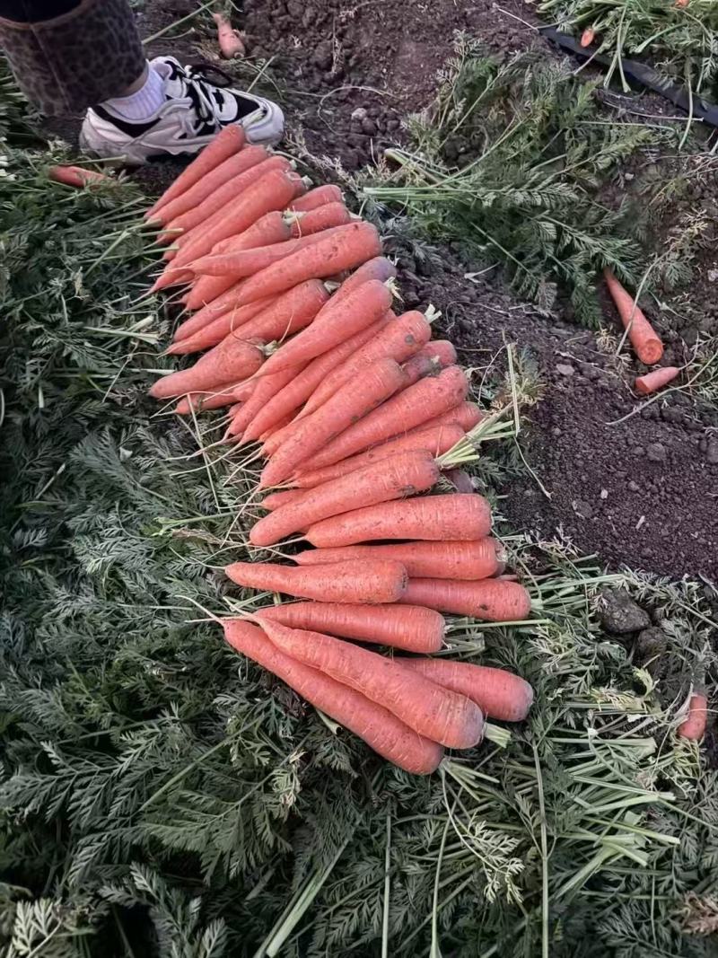 新鲜胡萝卜，大量现货速发，产品保质保量欢迎选购