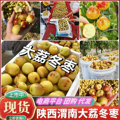 《大荔冬枣》大量上市/陕西冬枣/酥脆甜/产地直发质量保证