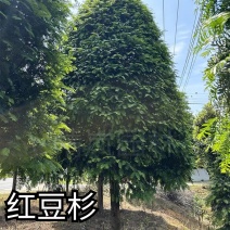 南方红豆杉12-18公分基地批发