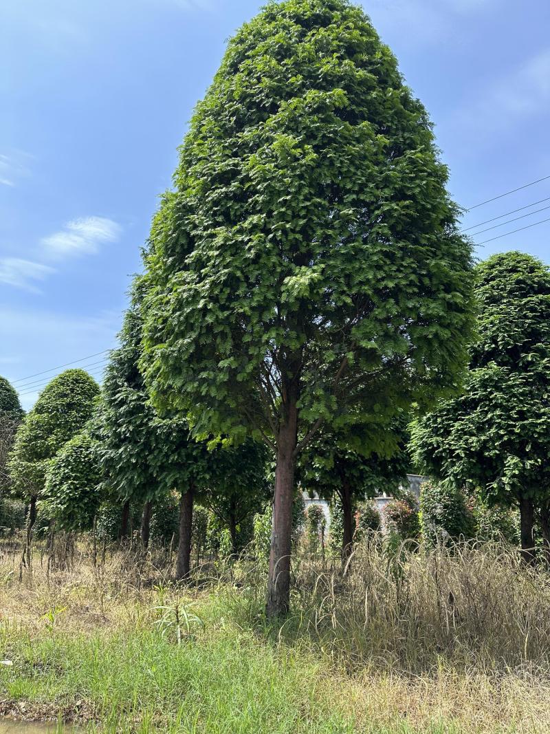 南方红豆杉12-18公分基地批发
