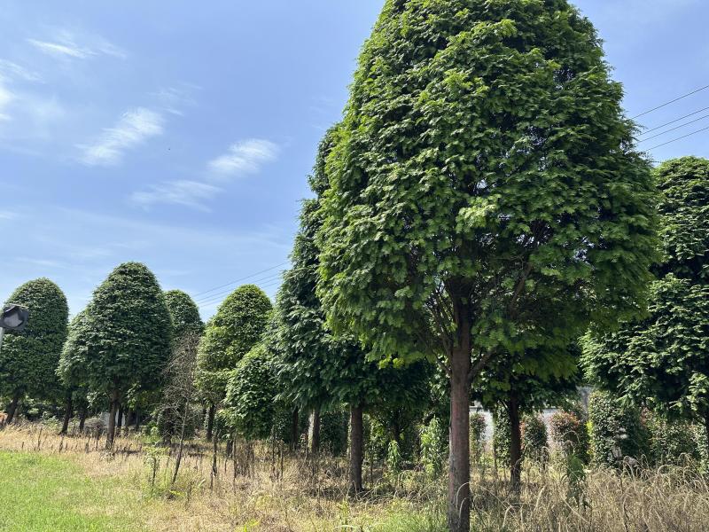 南方红豆杉12-18公分基地批发