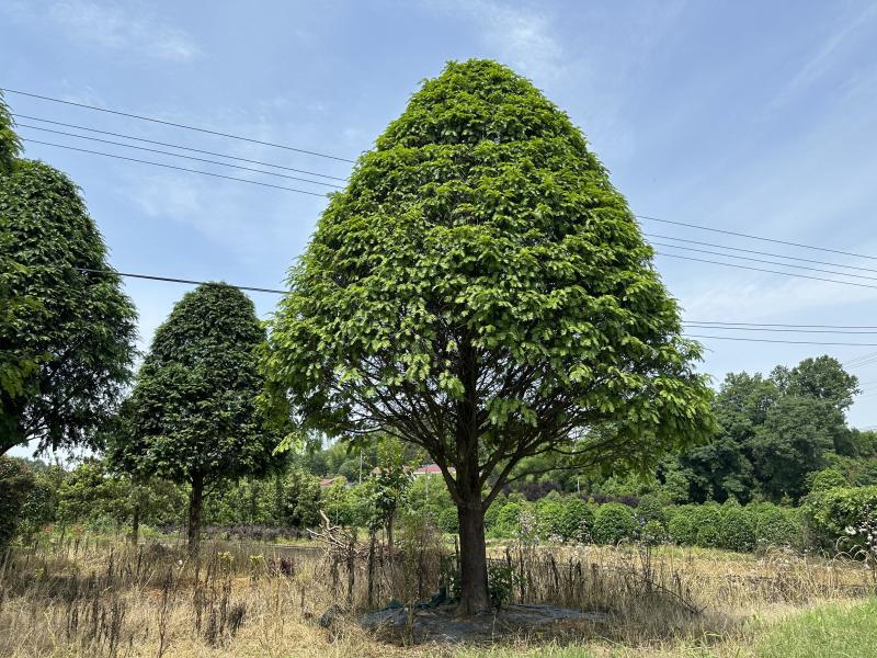 南方红豆杉12-18公分基地批发