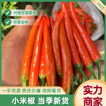 河南商丘小米椒辣度好新鲜辣椒全国可发保质保量河南发货