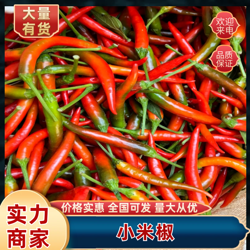 河南商丘鲜辣椒上市河南万亩基地小米椒产地直发一手货源