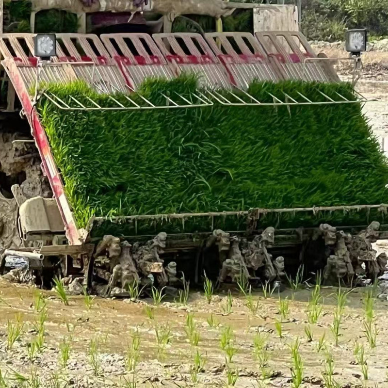 水稻育秧基质土