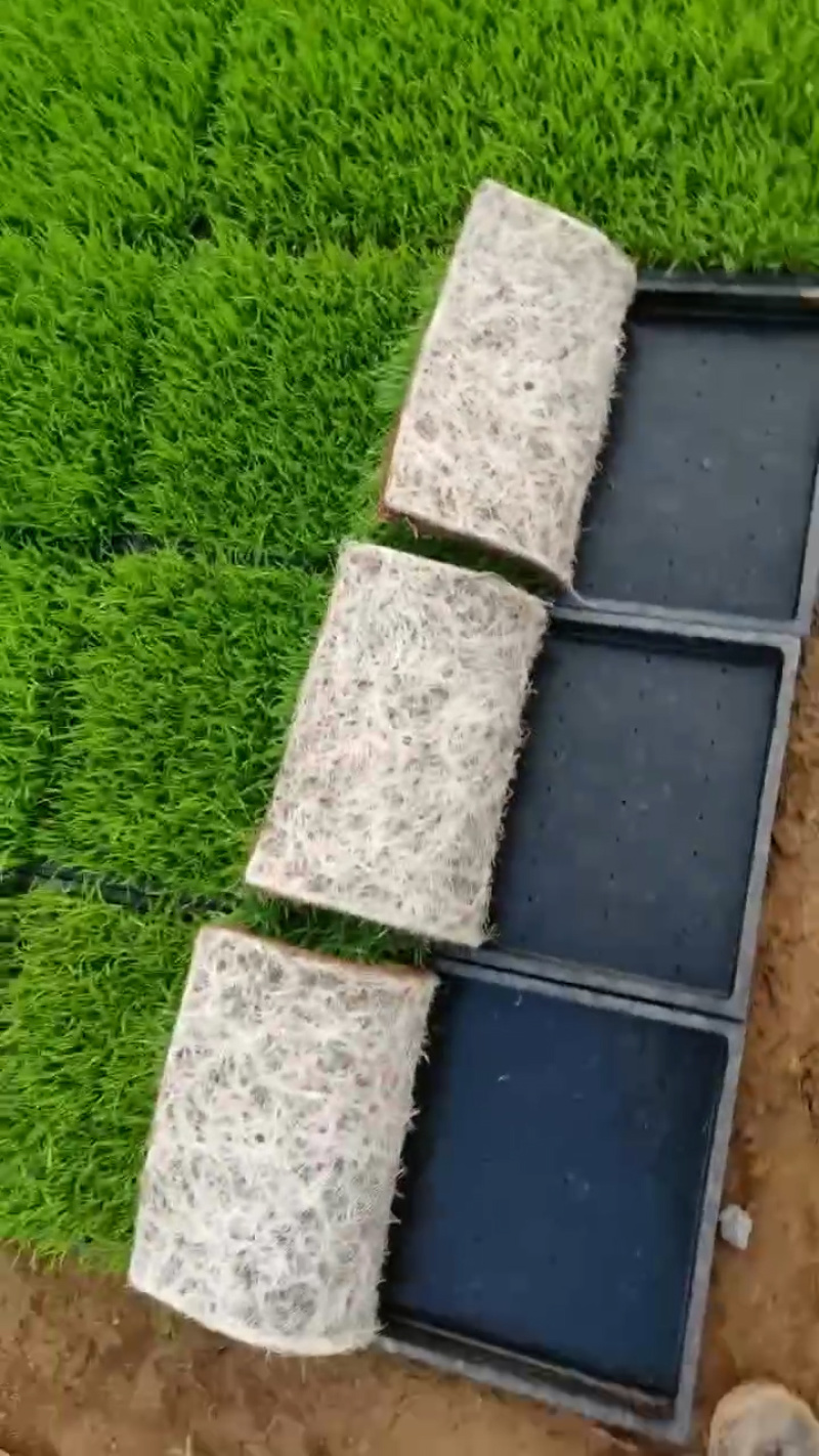 水稻育秧基质土