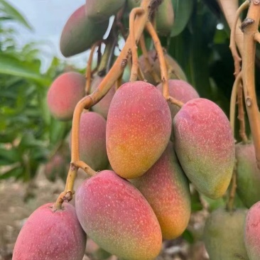 【芒果】贵妃芒基地直销量大质优支持视频看货欢迎采购