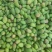 【精品】芒果台农芒基地直销量大质优价格优惠欢迎采购
