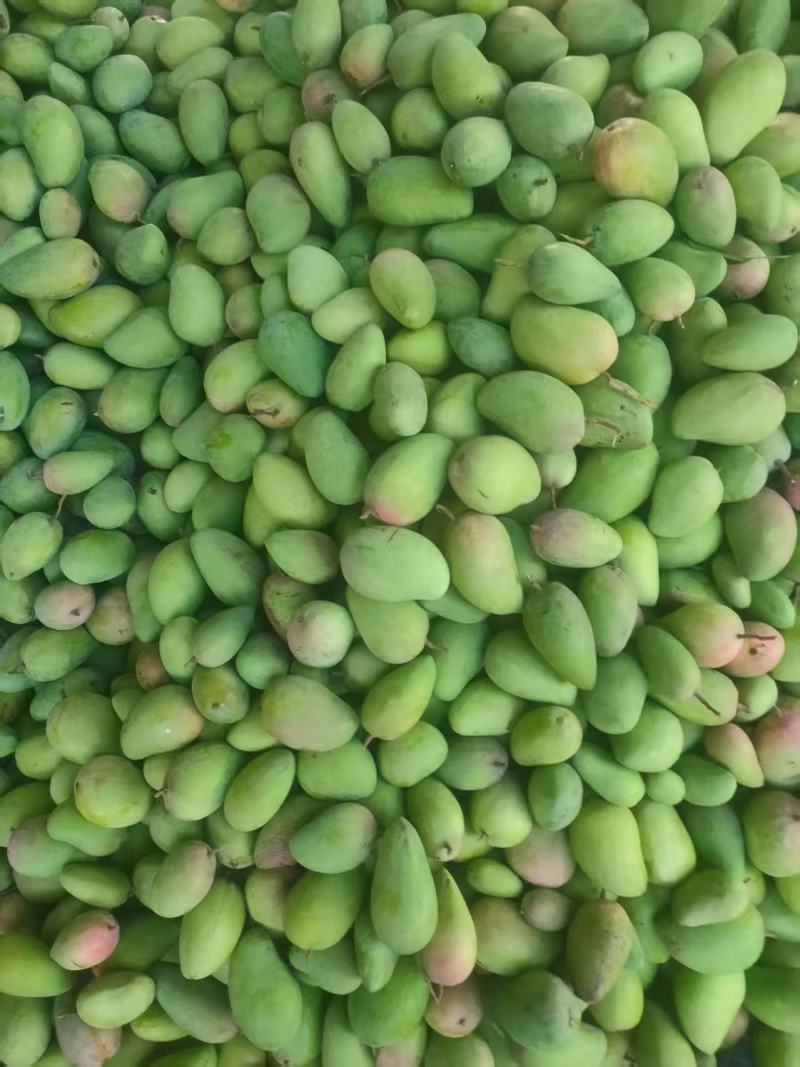 【精品】芒果台农芒基地直销量大质优价格优惠欢迎采购