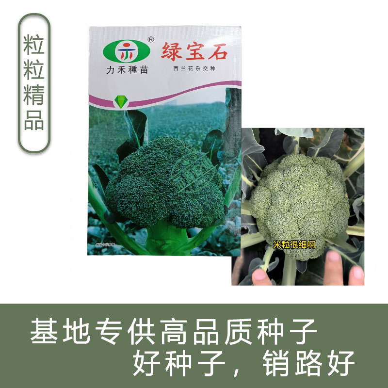 【力禾种苗】绿宝石西兰花种子耐寒耐湿绿菜花种子基地优选
