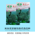【力禾种苗】绿宝石西兰花种子耐寒耐湿绿菜花种子基地优选