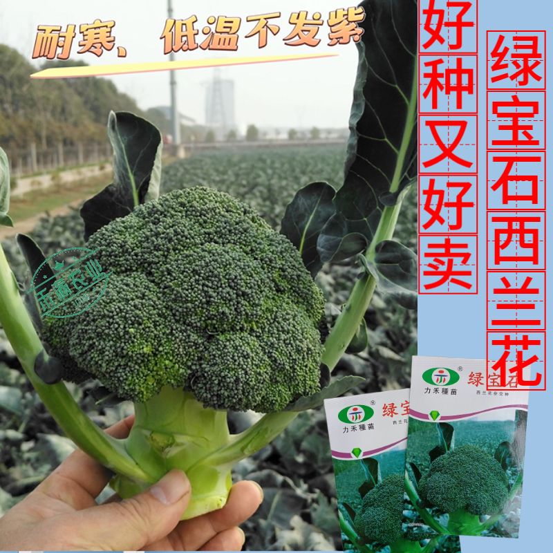 【力禾种苗】绿宝石西兰花种子耐寒耐湿绿菜花种子基地优选