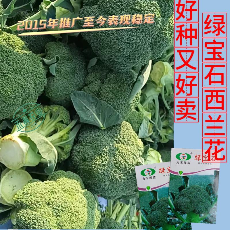 【力禾种苗】绿宝石西兰花种子耐寒耐湿绿菜花种子基地优选
