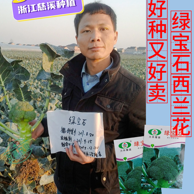 【力禾种苗】绿宝石西兰花种子耐寒耐湿绿菜花种子基地优选