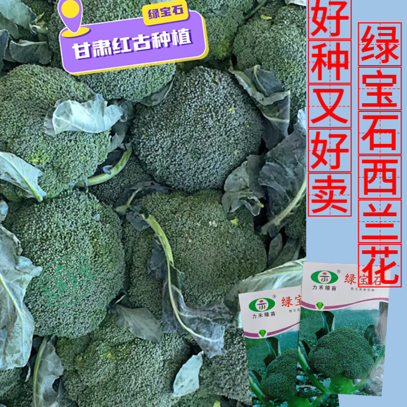 【力禾种苗】绿宝石西兰花种子耐寒耐湿绿菜花种子基地优选