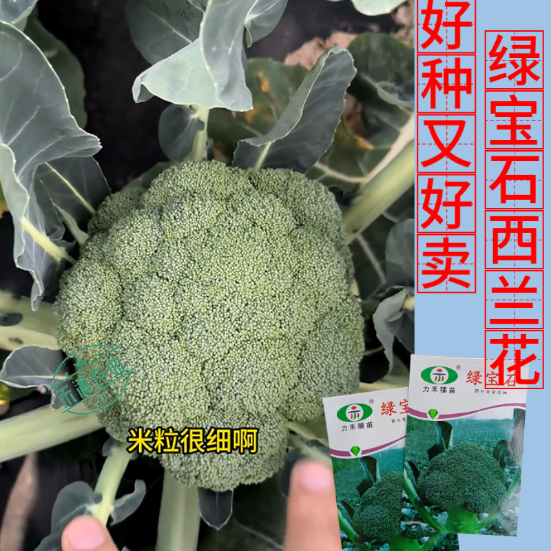 【力禾种苗】绿宝石西兰花种子耐寒耐湿绿菜花种子基地优选