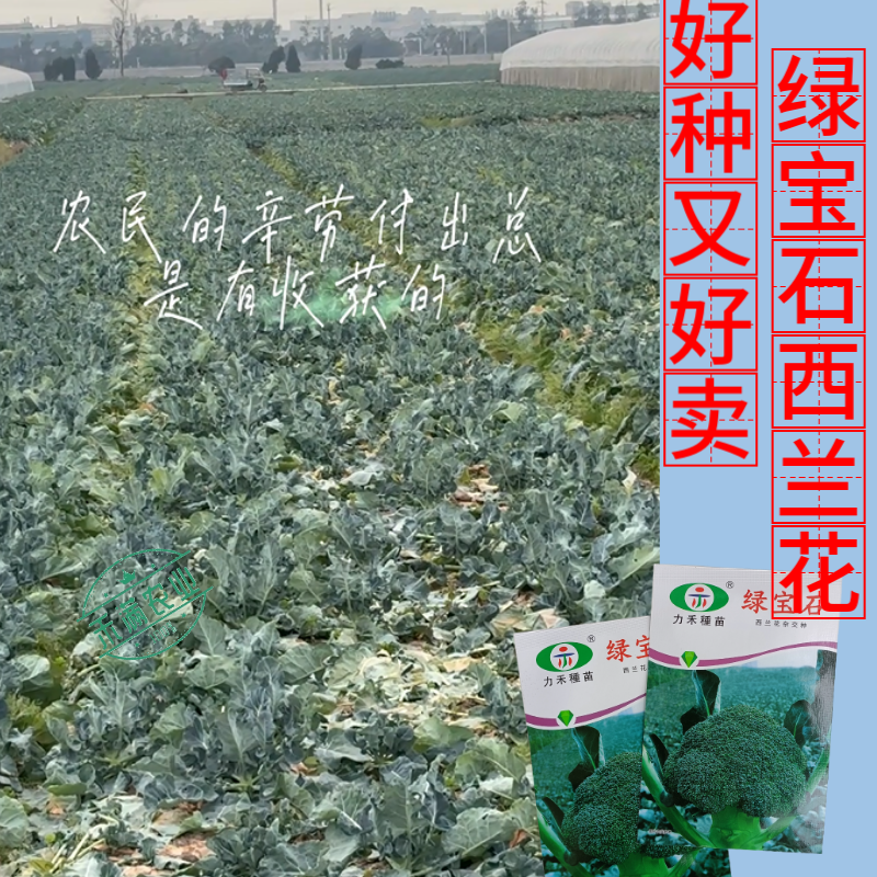 【力禾种苗】绿宝石西兰花种子耐寒耐湿绿菜花种子基地优选