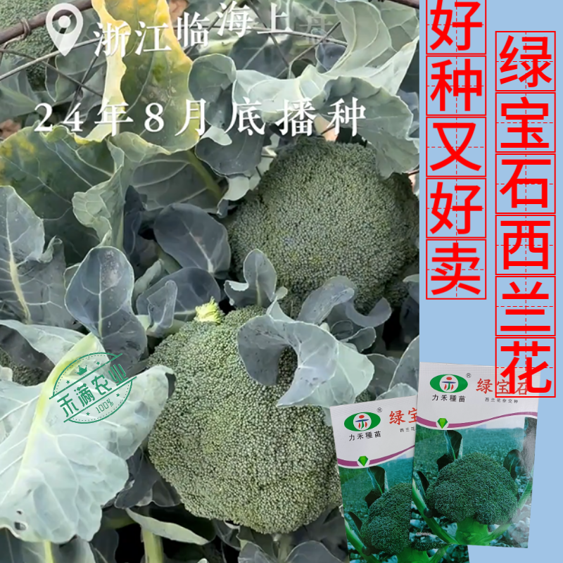 【力禾种苗】绿宝石西兰花种子耐寒耐湿绿菜花种子基地优选