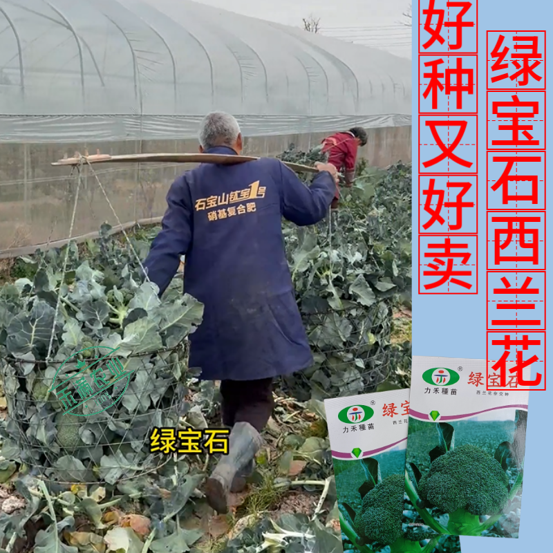 【力禾种苗】绿宝石西兰花种子耐寒耐湿绿菜花种子基地优选