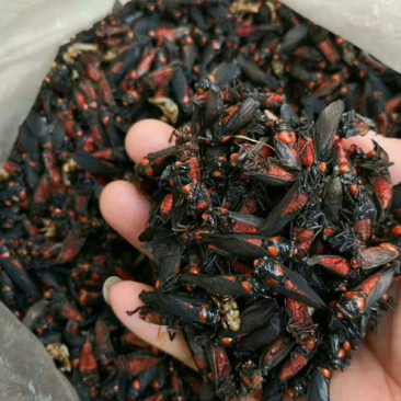 红娘野外捕捉2.5元/个昆虫类药材