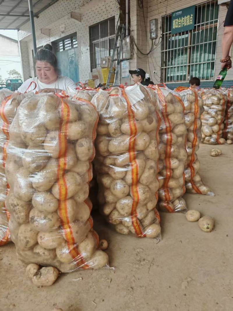 河南一手货实验1号土豆对接全国市场量大从优欢迎采购