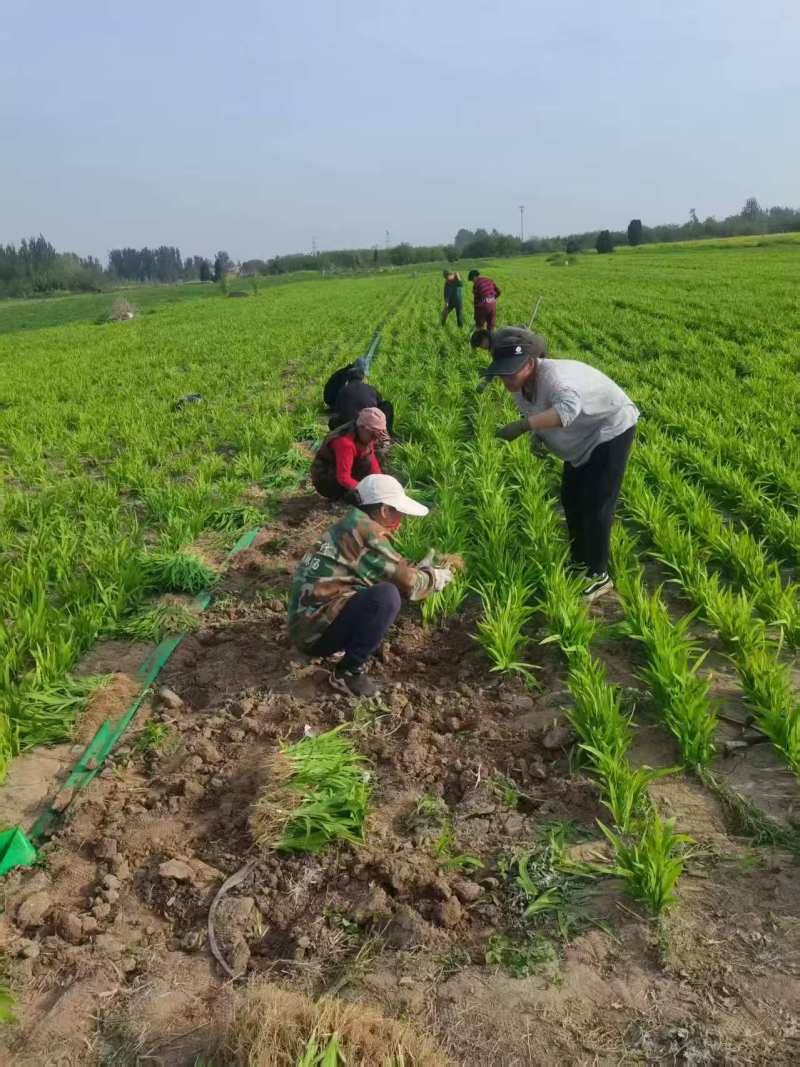 射干苗，基地直供，每公斤80颗左右，包三年病虫防范。