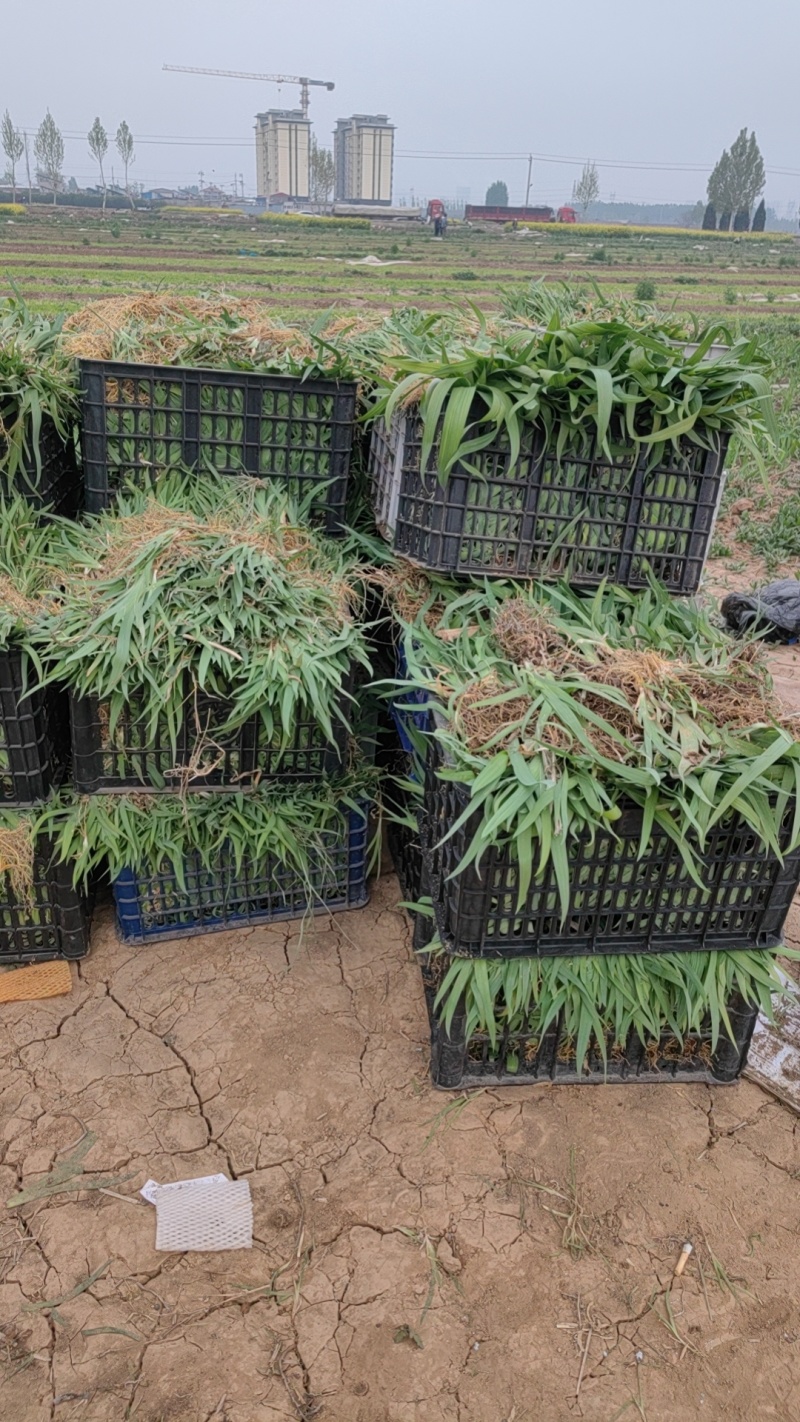 射干苗，基地直供，每公斤80颗左右，包三年病虫防范。