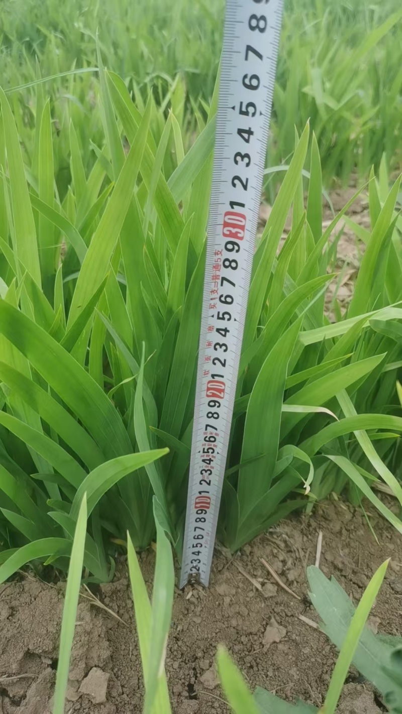 射干苗，基地直供，每公斤80颗左右，包三年病虫防范。