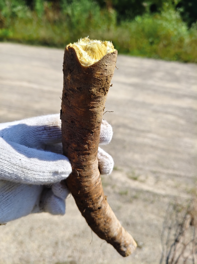 江西金溪野生土大黄基地直供量大价优支持视频看货