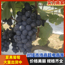 【复购高】夏黑葡萄新品上市对接电商商超市场视频看货