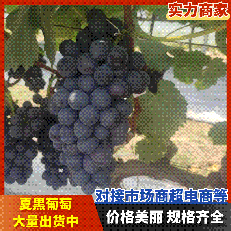 【复购高】夏黑葡萄新品上市对接电商商超市场视频看货
