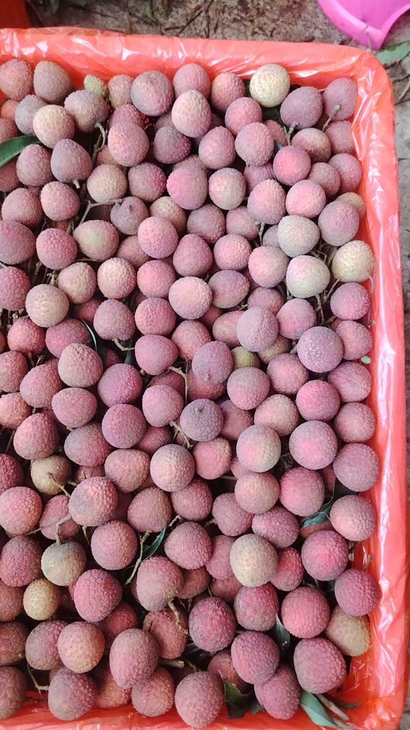 精品广东茂名黑叶荔枝大量上市货源充足量大从优诚信经营致电