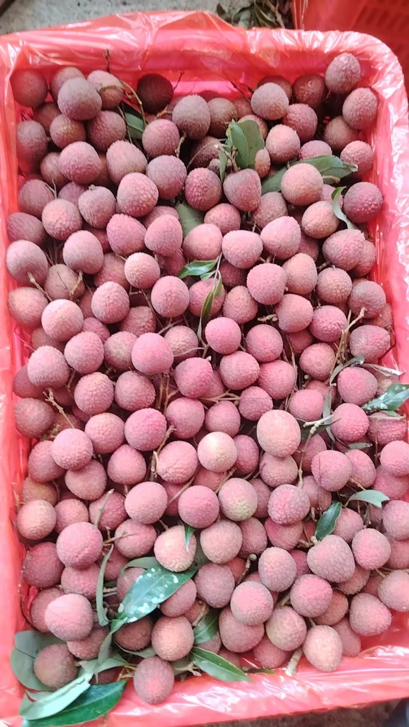 精品广东茂名黑叶荔枝大量上市货源充足量大从优诚信经营致电
