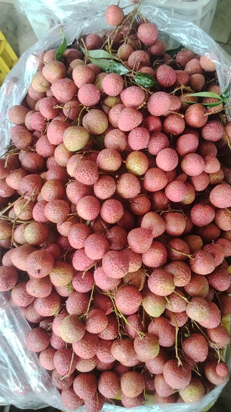 精品广东茂名黑叶荔枝大量上市货源充足量大从优诚信经营致电