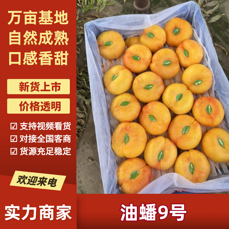 油蟠桃油蟠9号河北油桃产地直发口感甜品质好量大优惠